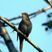 Common Nightingale
